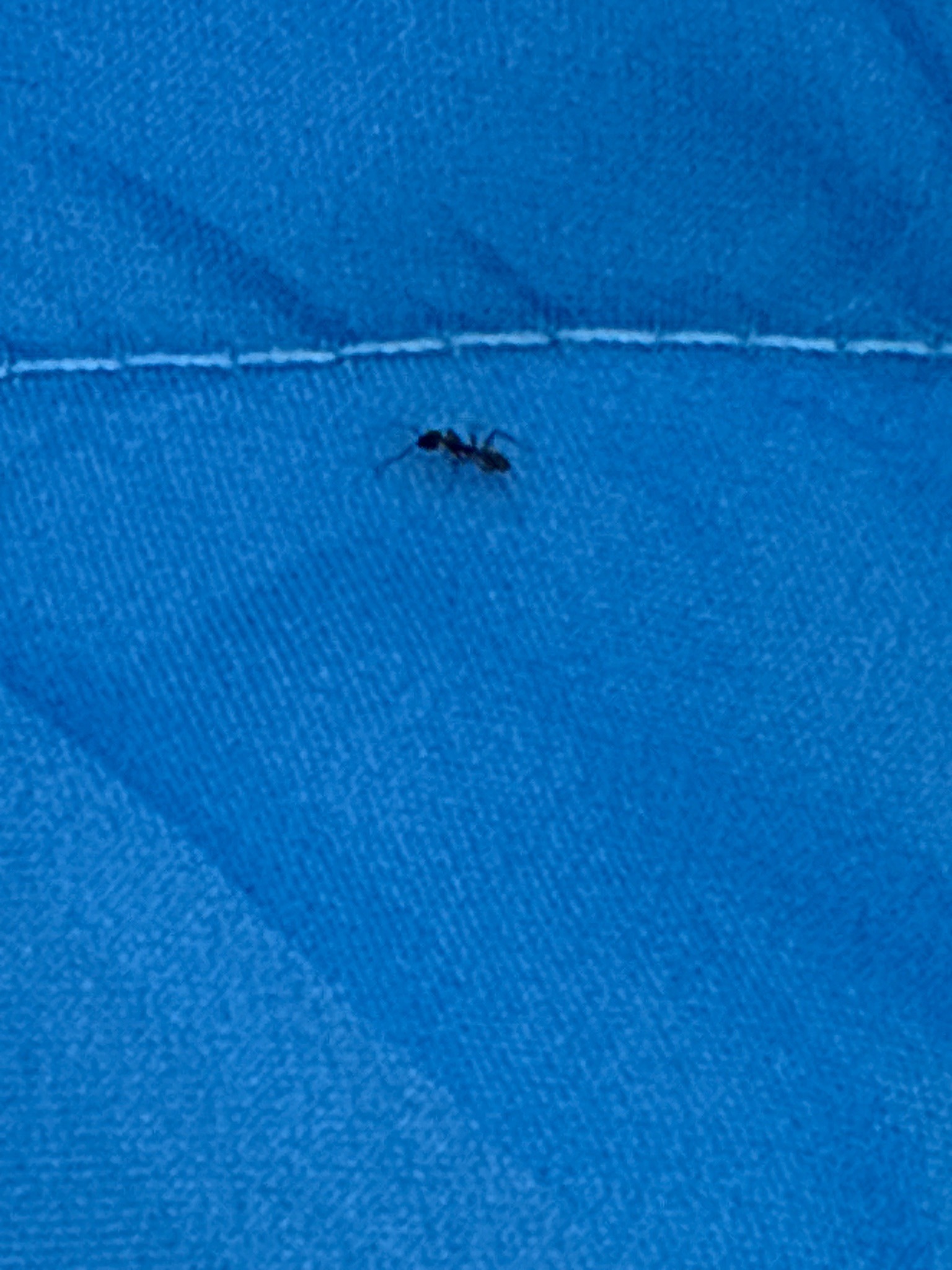 Ant
