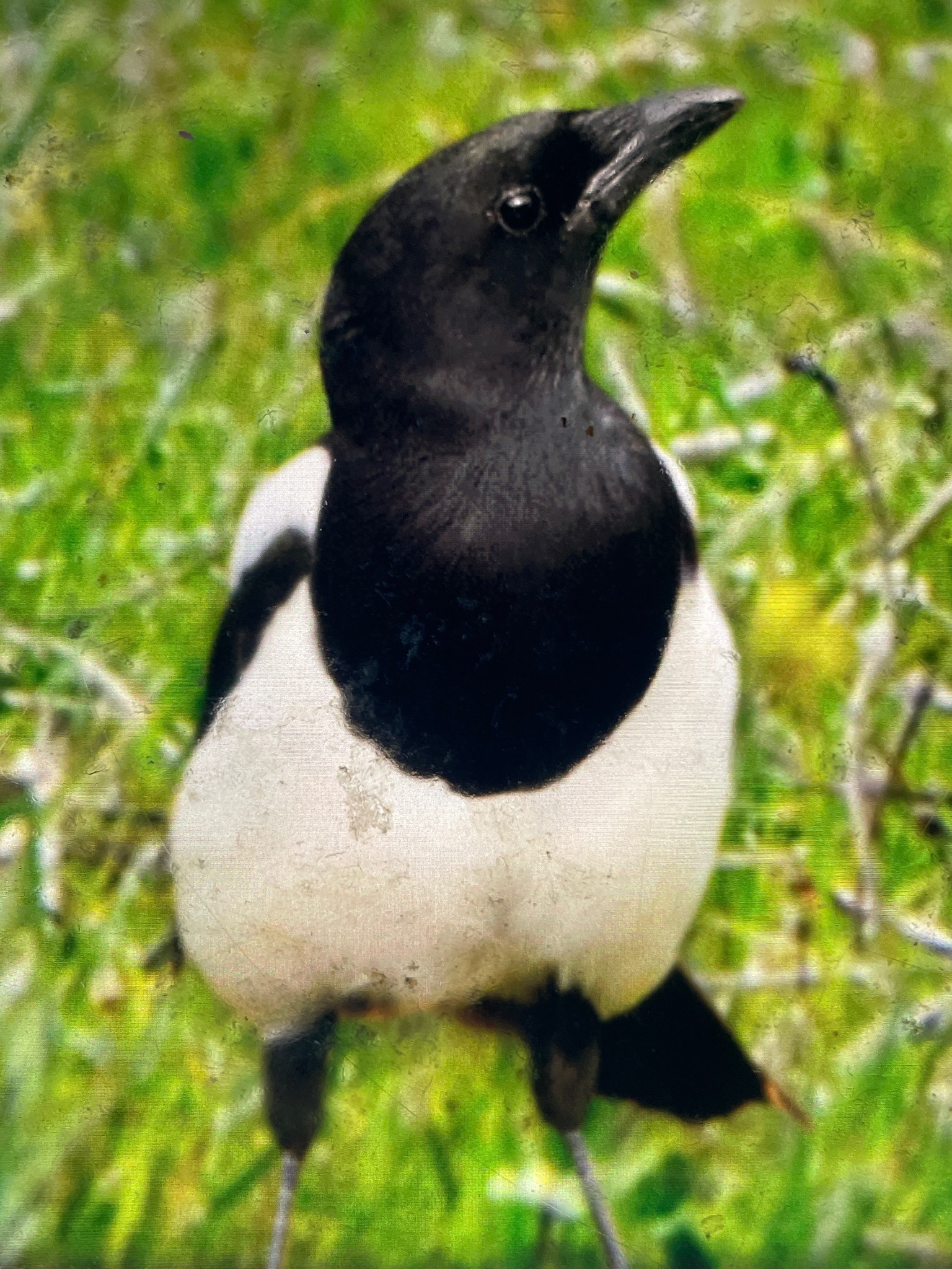 Eurasian Magpie