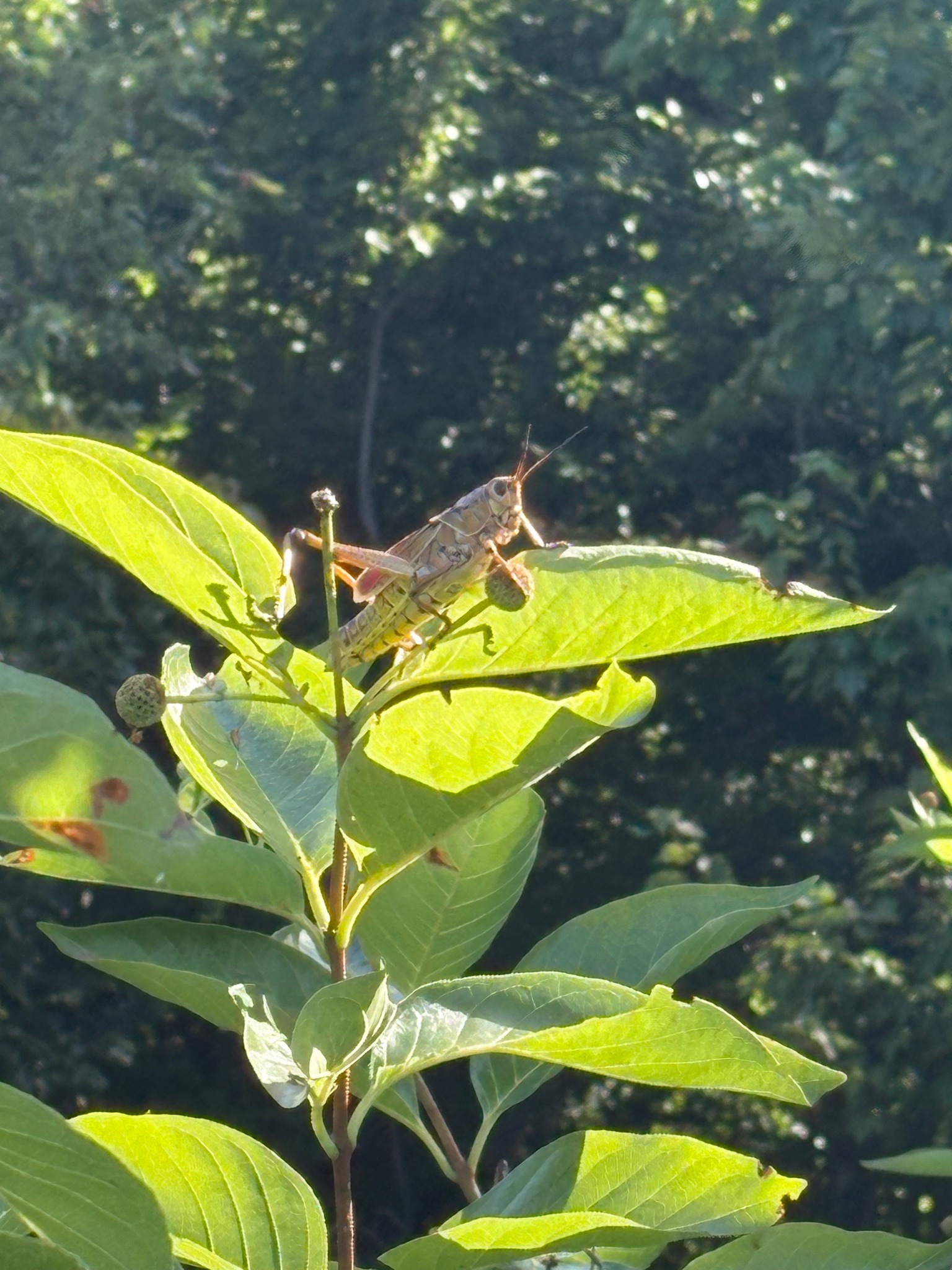 Differential Grasshopper