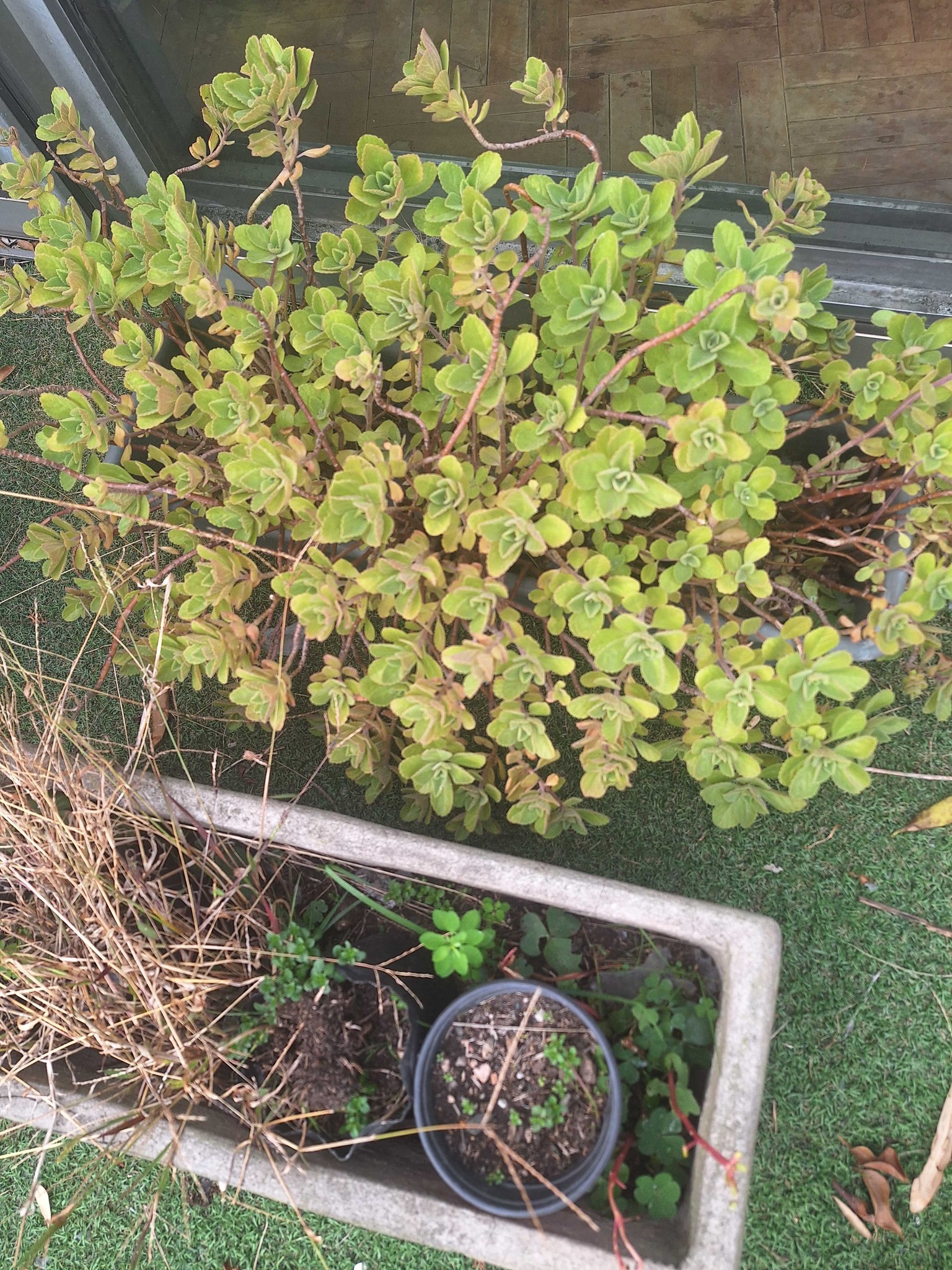 Mexican Mint