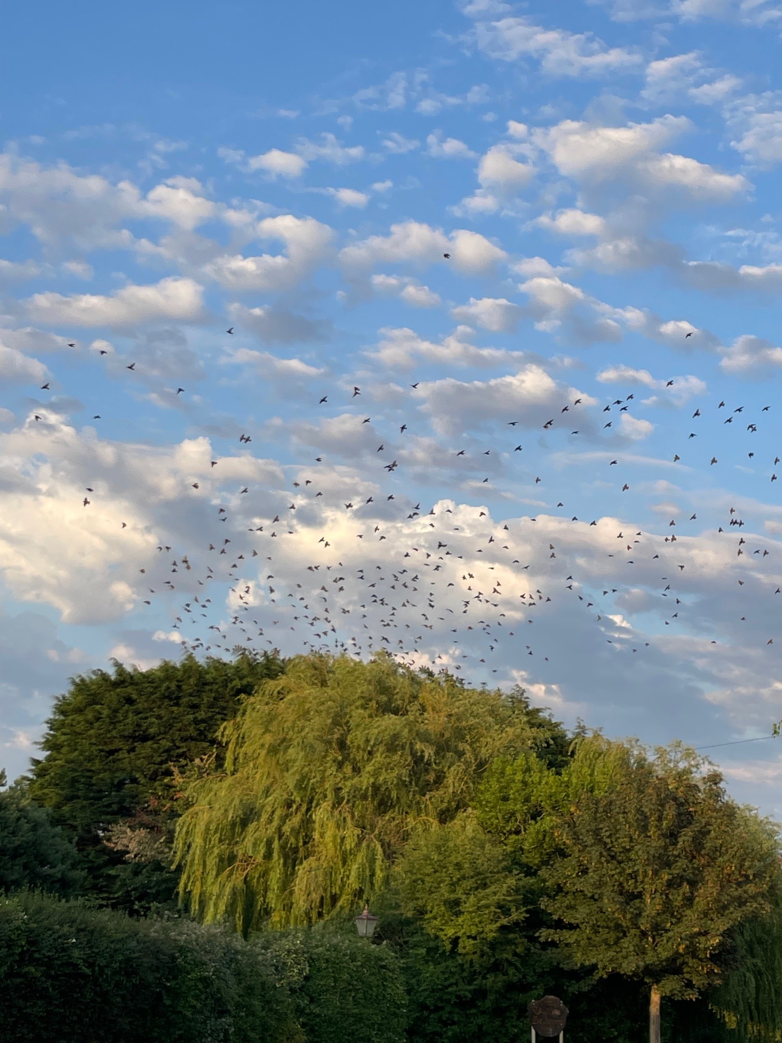 Flock of Starlings (Murmuration)