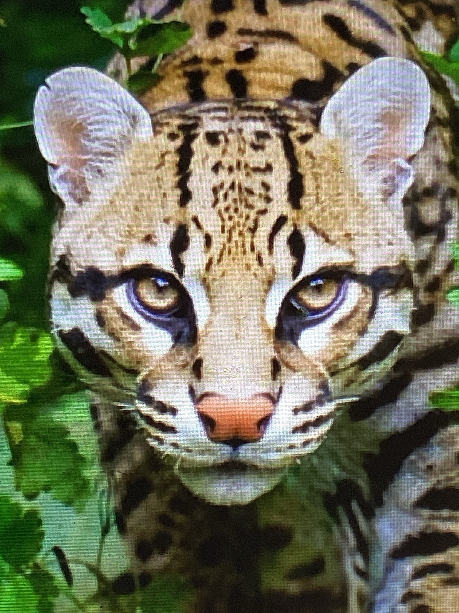Ocelot