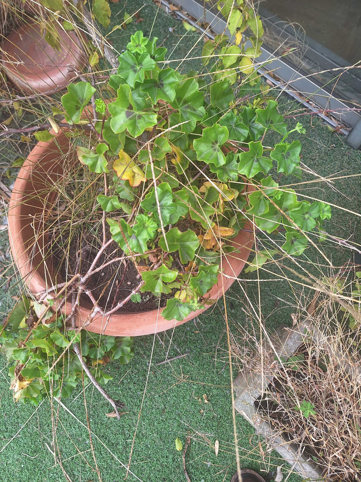 Ivy-leaved Geranium