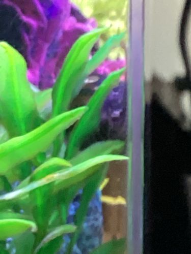 Artificial Aquarium Plant