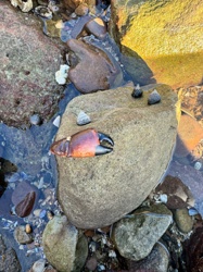 Lobster Claw
