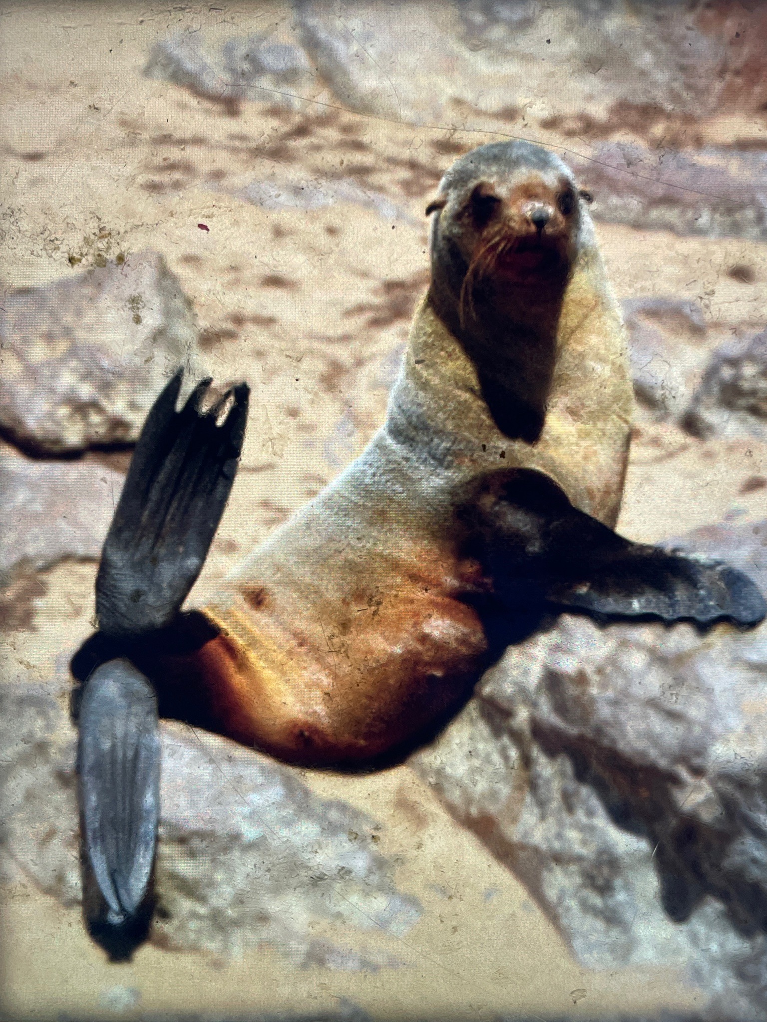 Northern Fur Seal