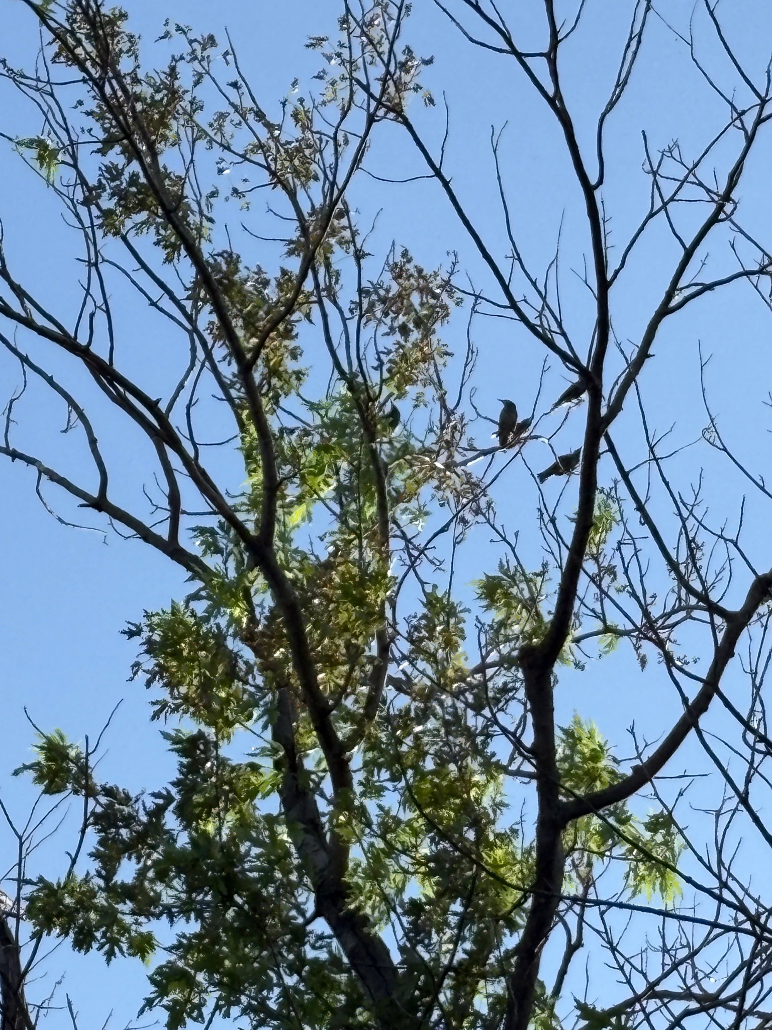 Ruby-throated Hummingbird
