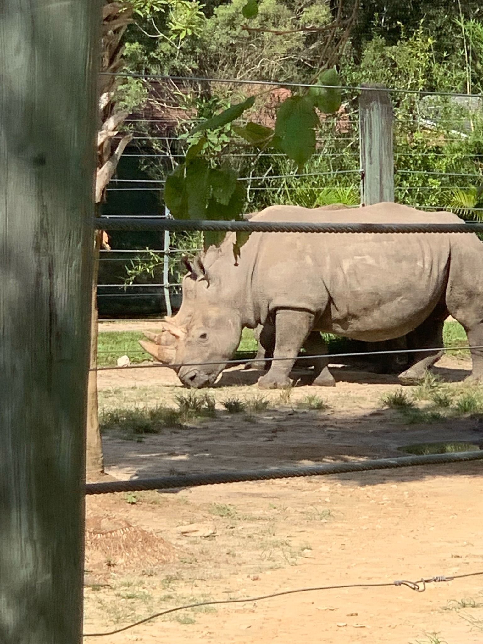Southern White Rhinoceros