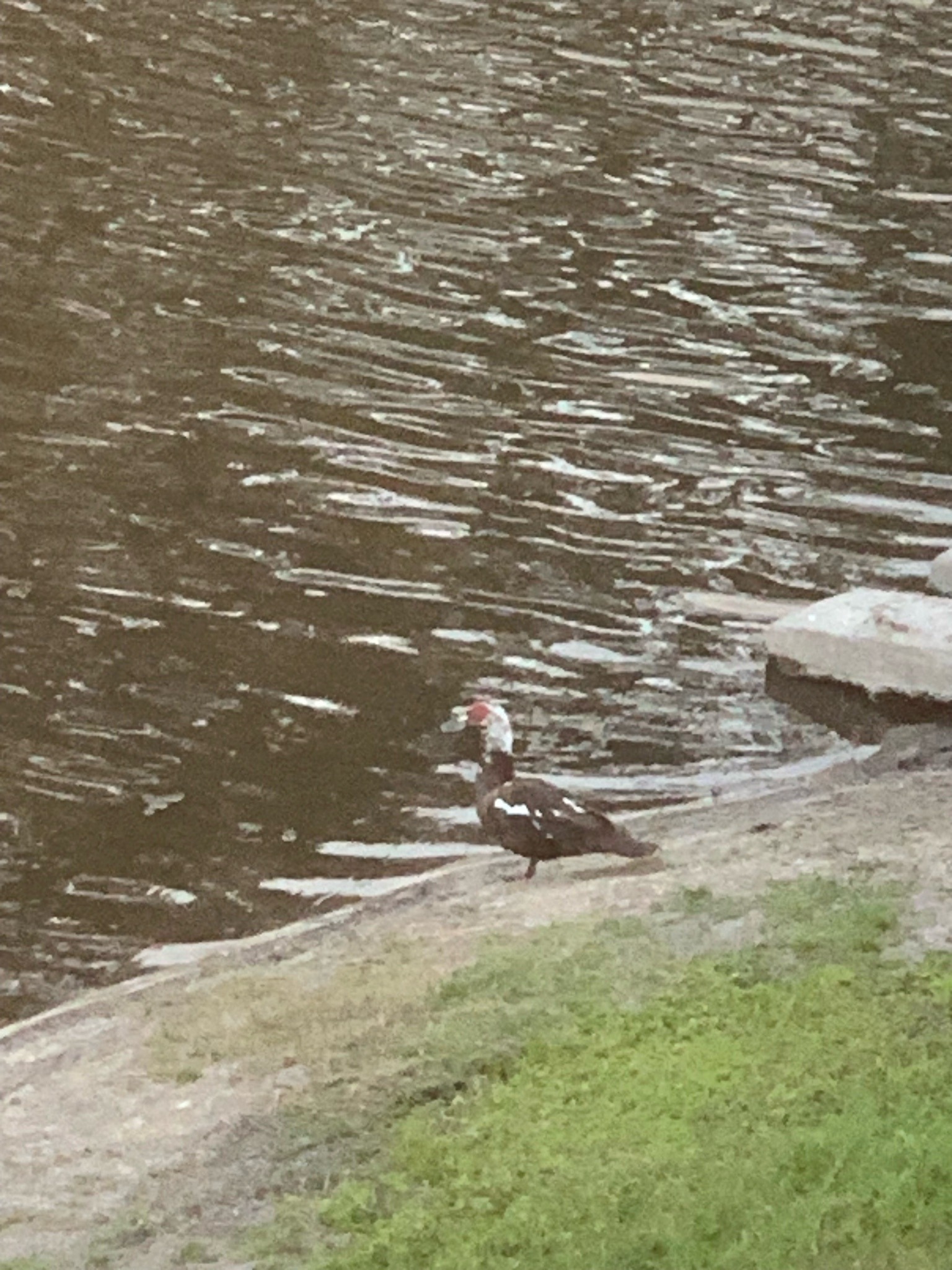 Muscovy Duck