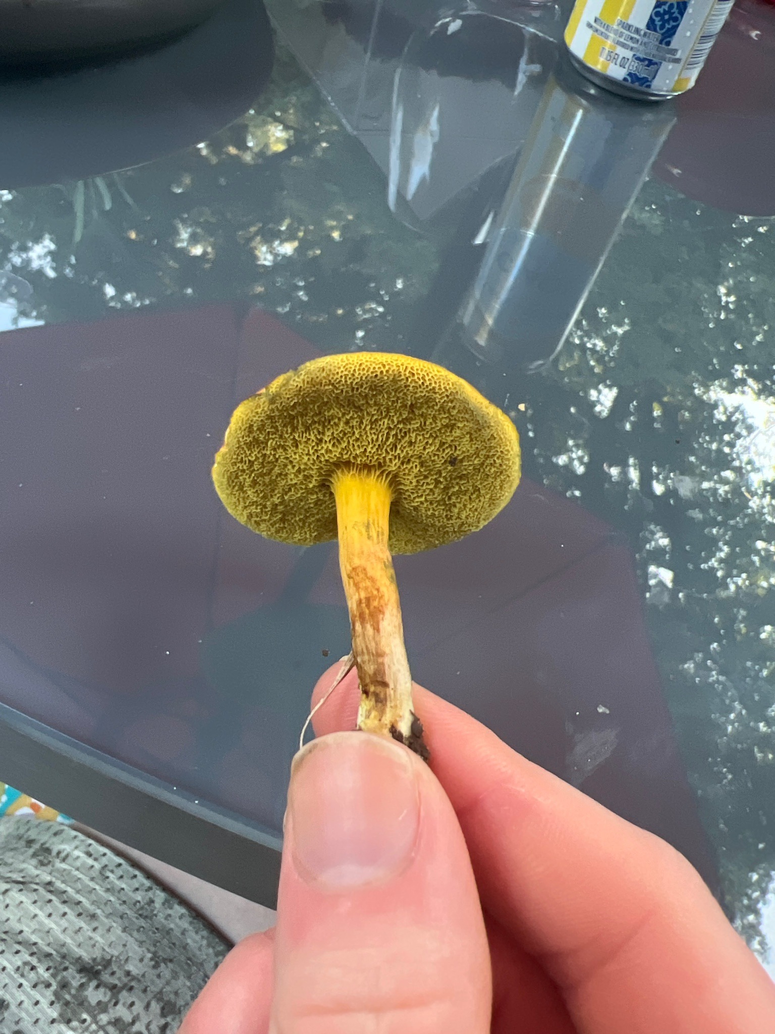 Bolete mushroom