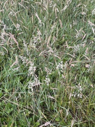 Mixed Grasses