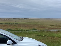 Grassland / Plain