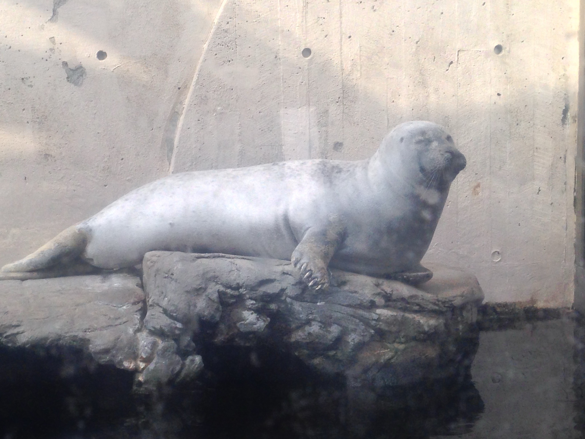 Harbor Seal