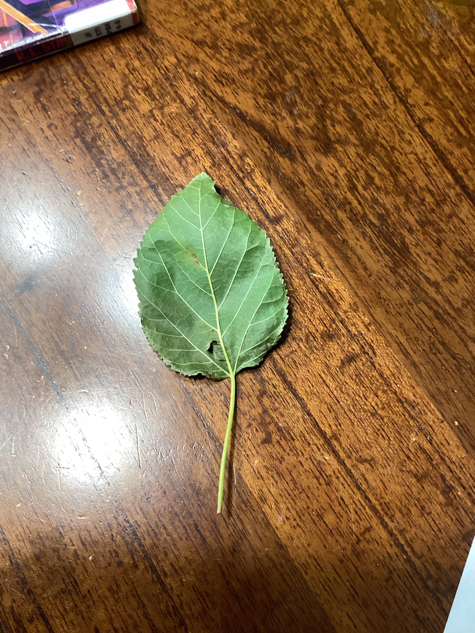 White Mulberry