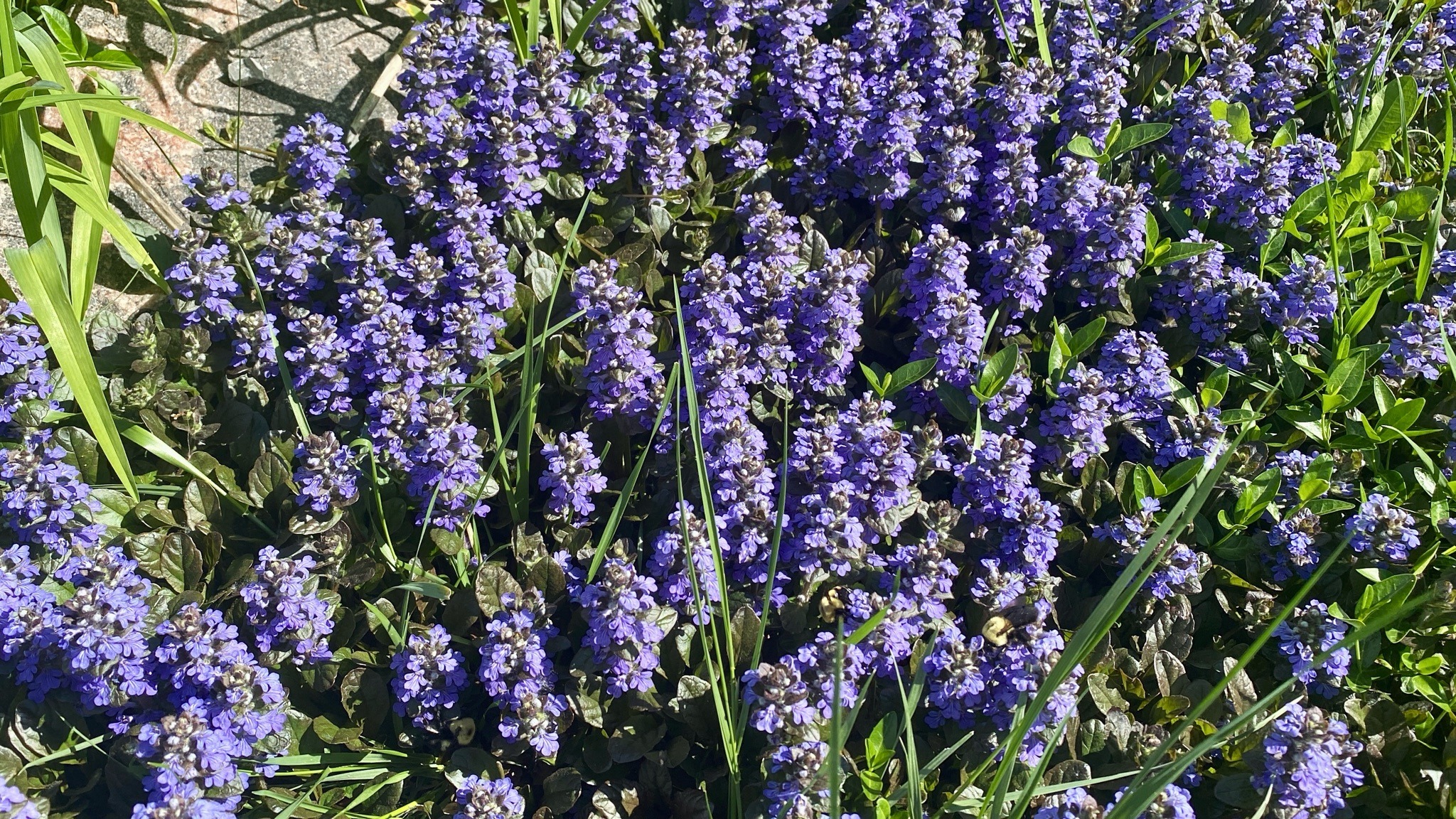 Bugleweed