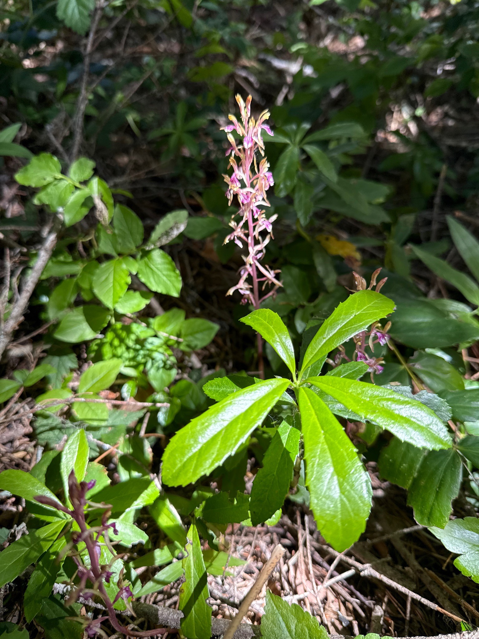 Spotted Coralroot