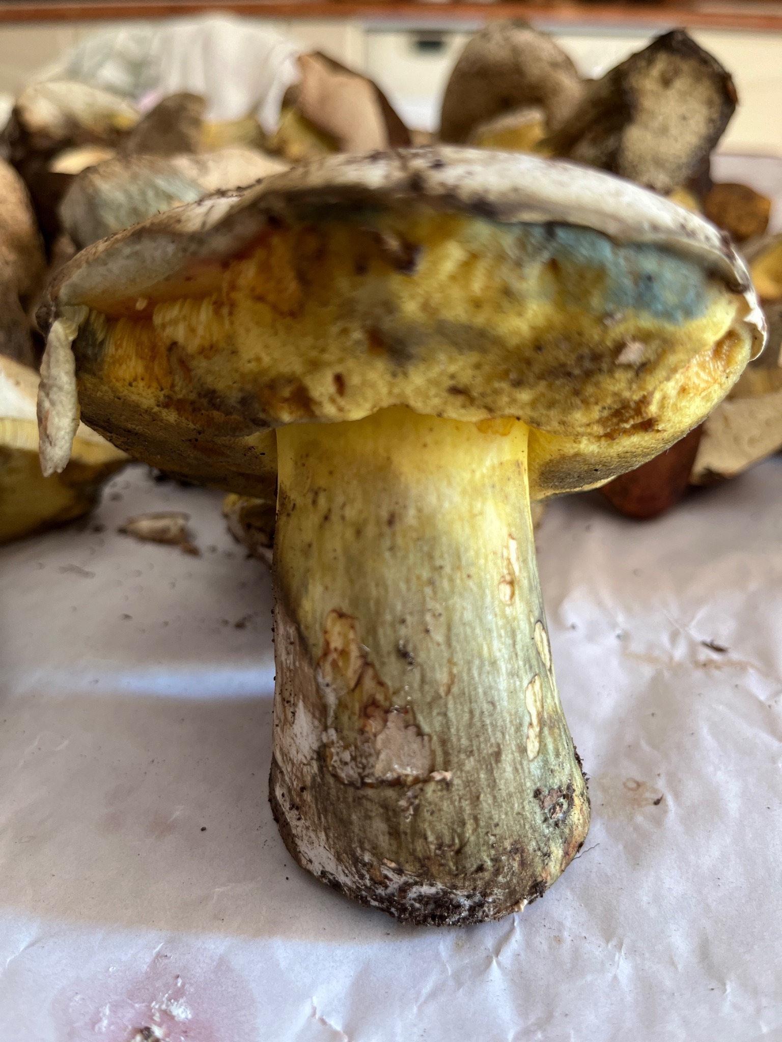 Satan's Bolete