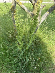 Broad-leaved Dock (Rumex obtusifolius)