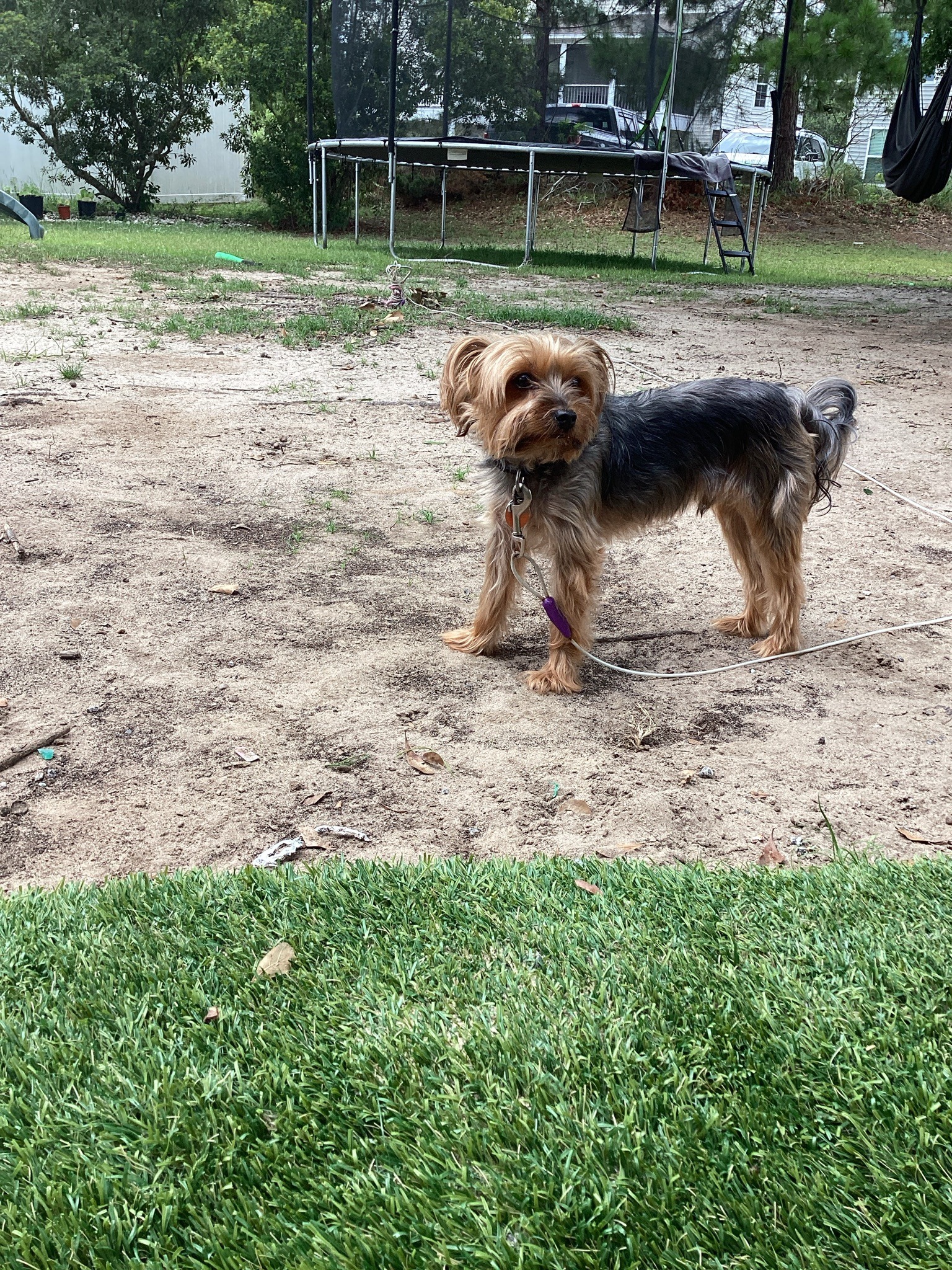 Yorkshire Terrier