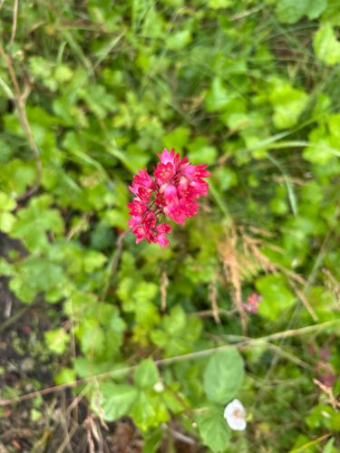 Coral Bells (Heuchera species)
