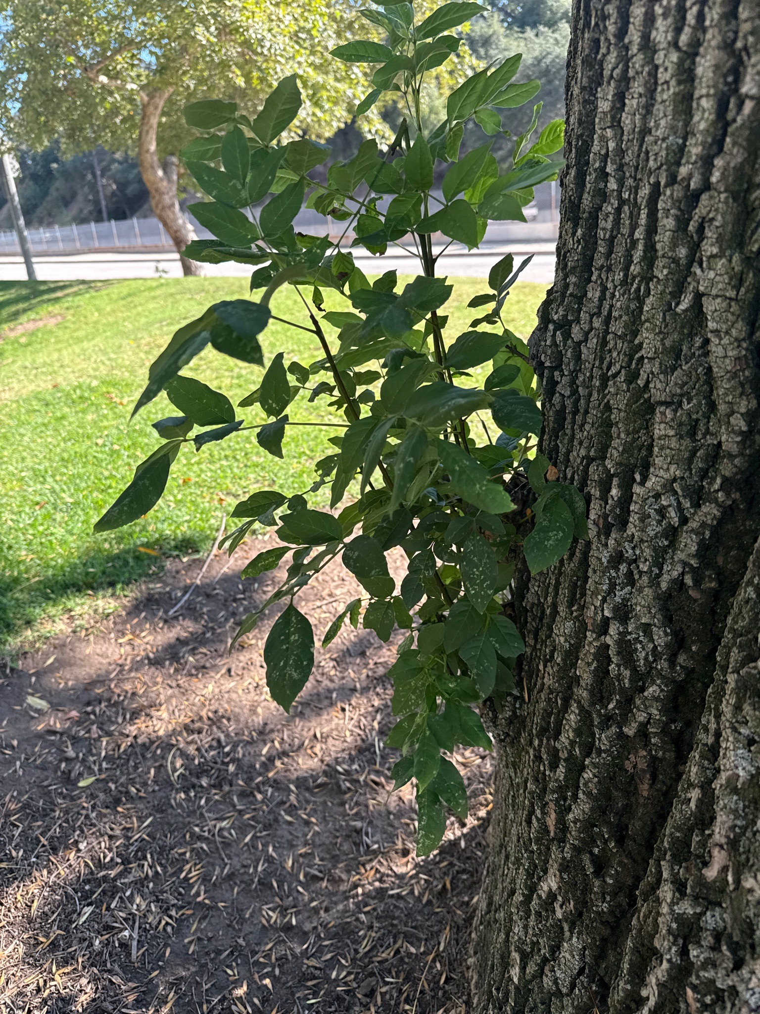Ash Tree Epicormic Shoots