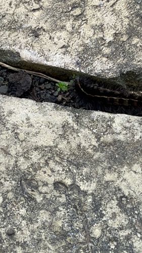 Giant leopard moth caterpillar (Hypercompe scribonia)