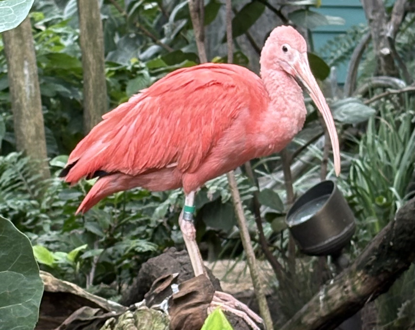 Scarlet Ibis