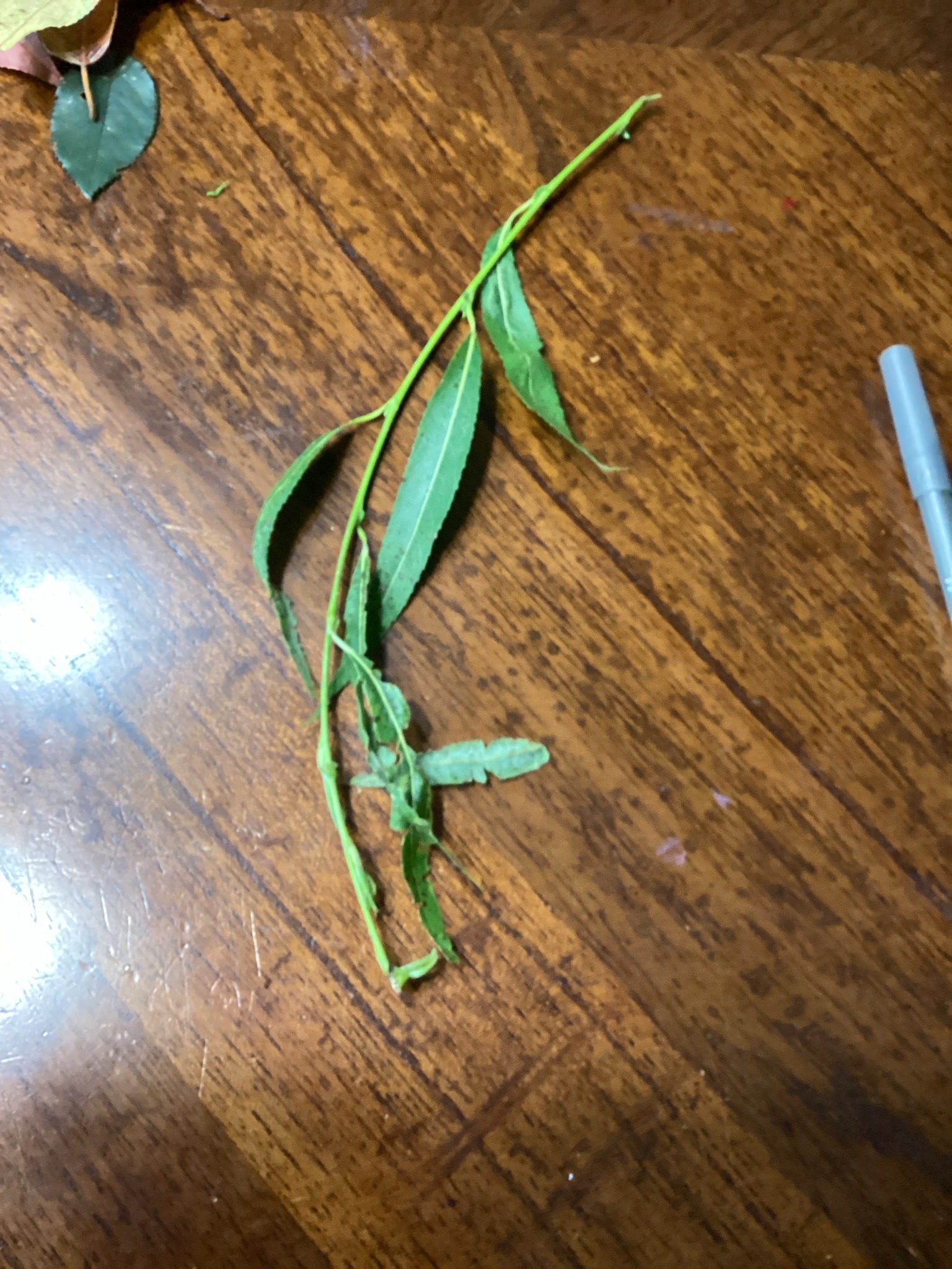 Willow branch