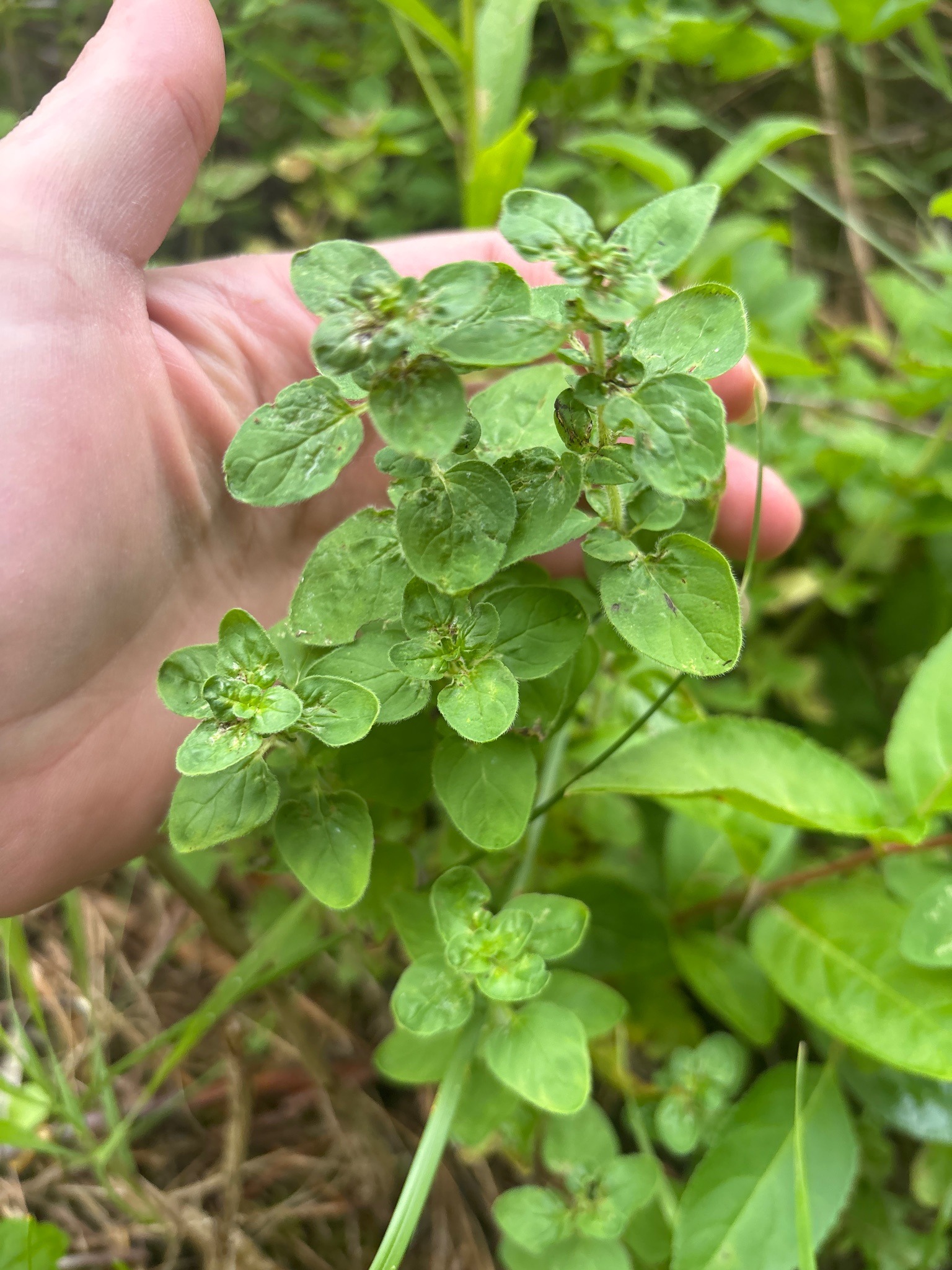 Oregano