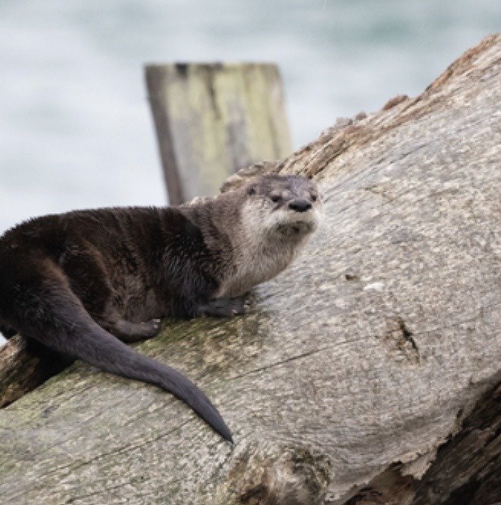 North American River Otter