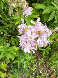 Pink Campion (likely Saponaria officinalis or a similar species)