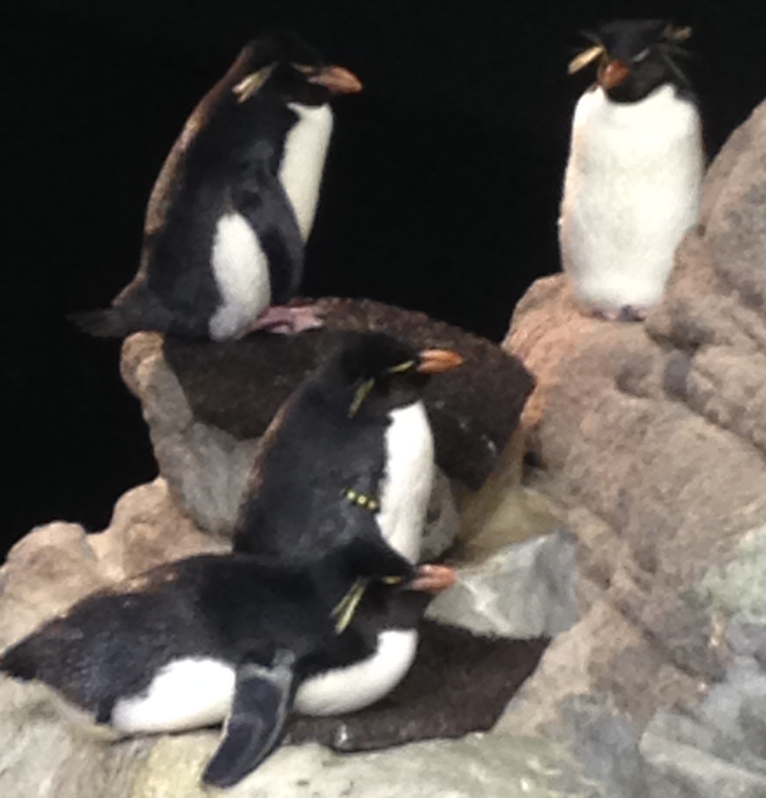 Southern Rockhopper Penguin