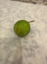 Butternut Squash (immature)