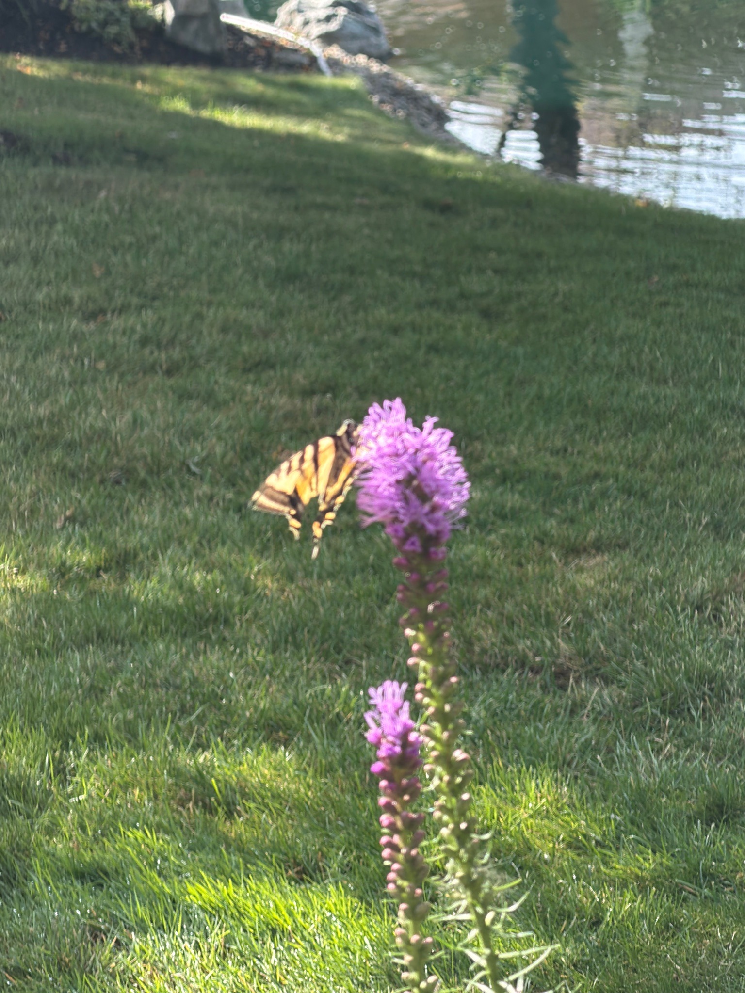Eastern Tiger Swallowtail