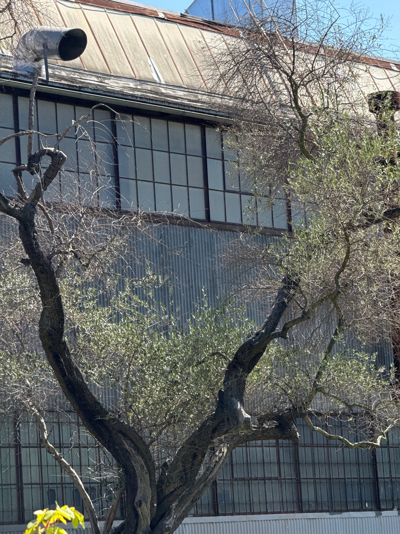 Olive Tree