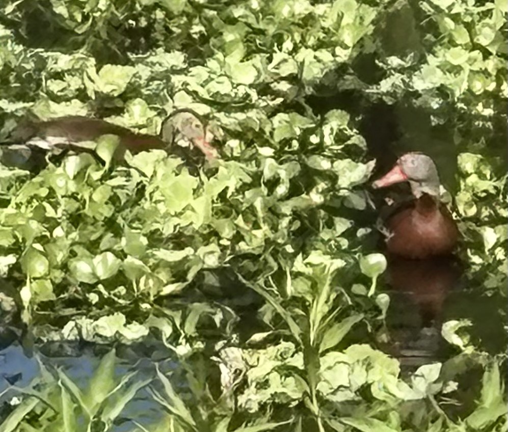 Black-bellied Whistling-Duck