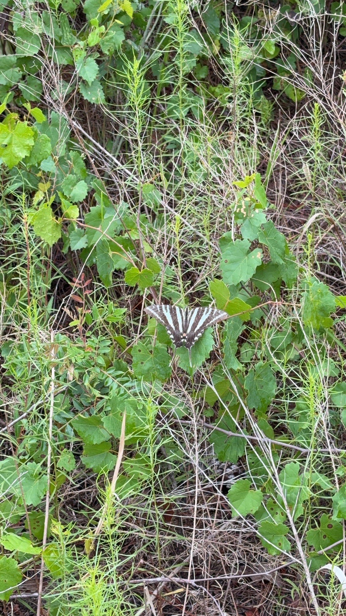 Zebra Swallowtail