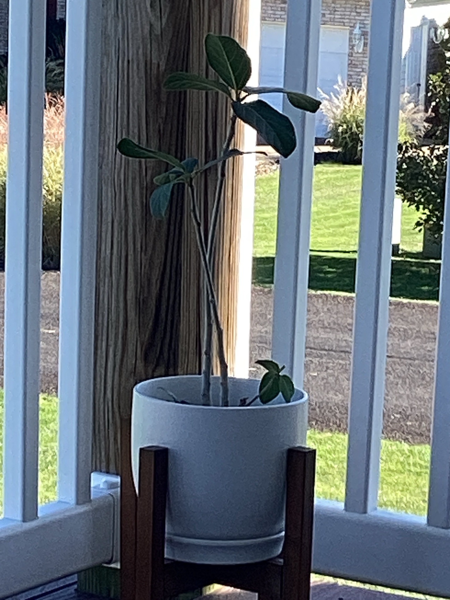 Fiddle-leaf Fig