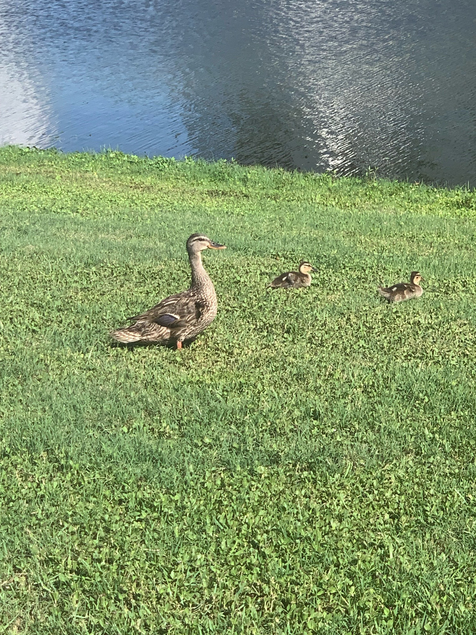 Mallard Duck