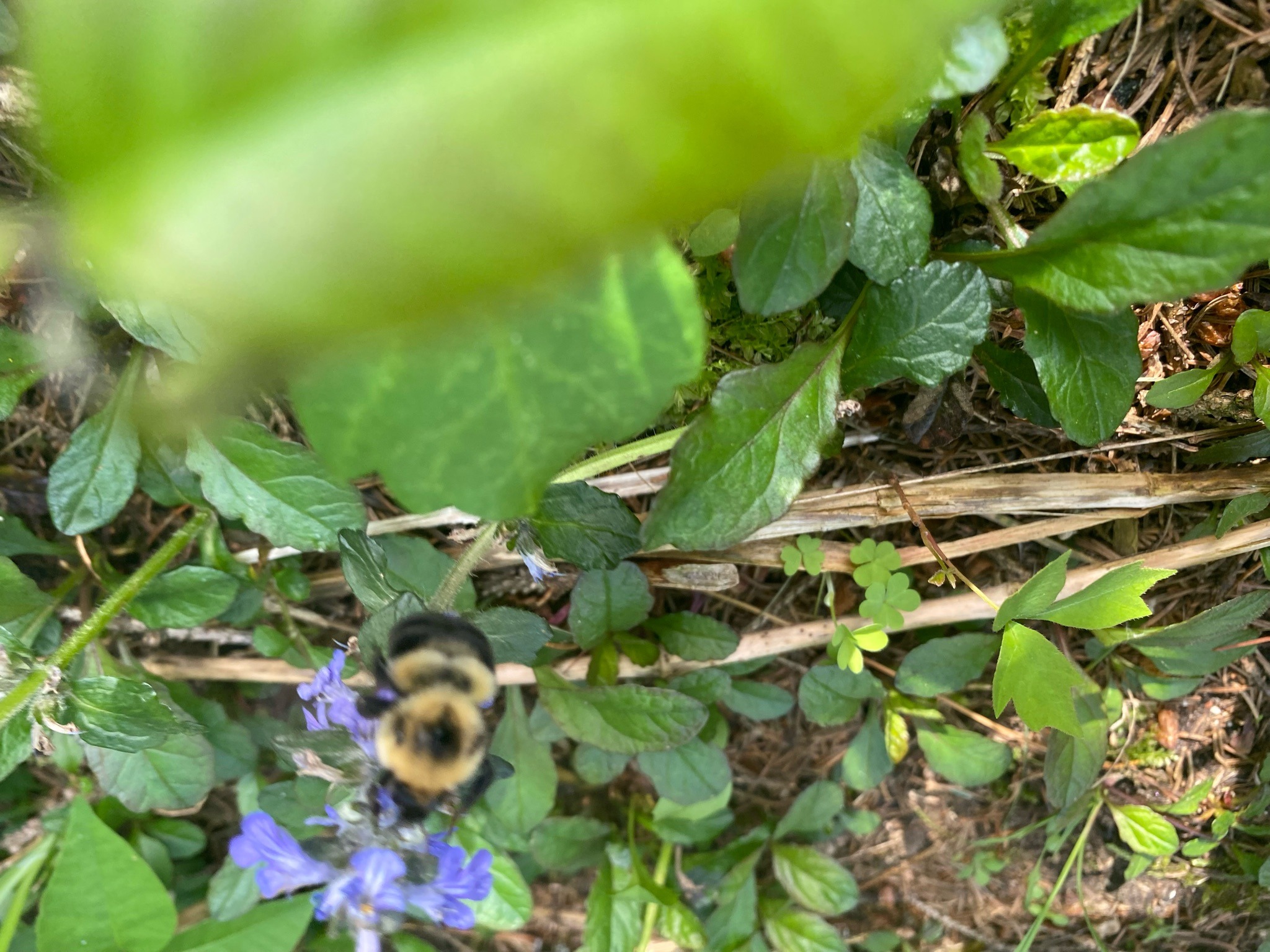 Common Eastern Bumble Bee