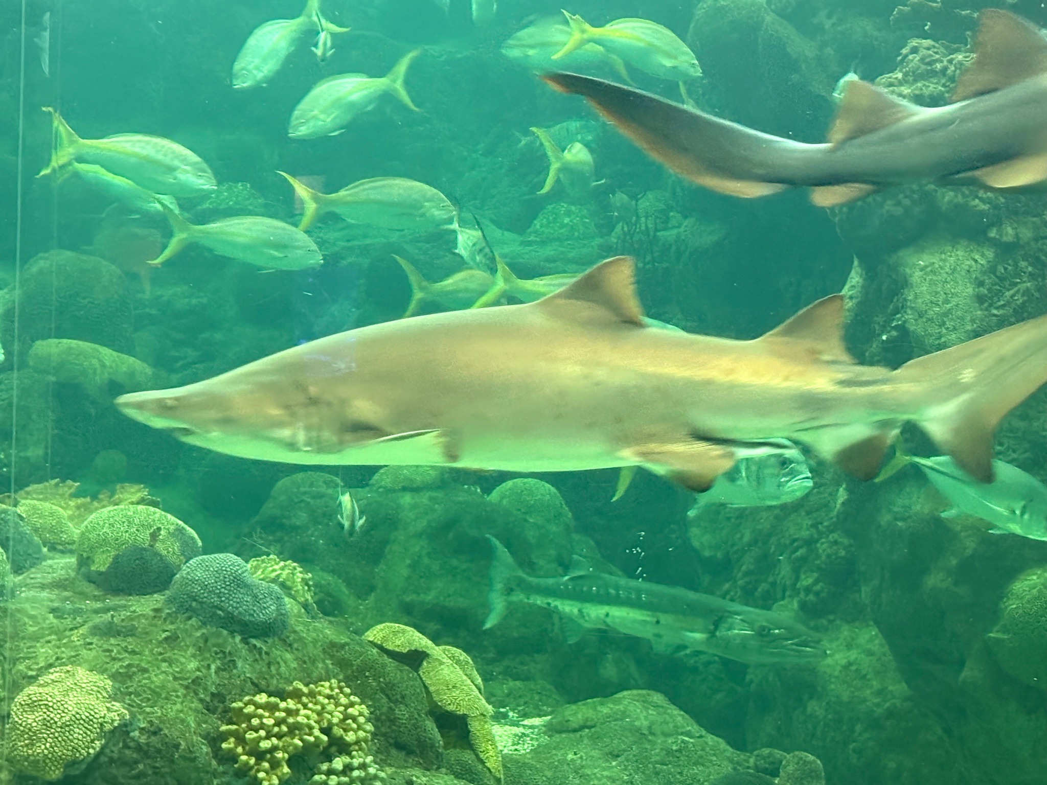 Sand Tiger Shark