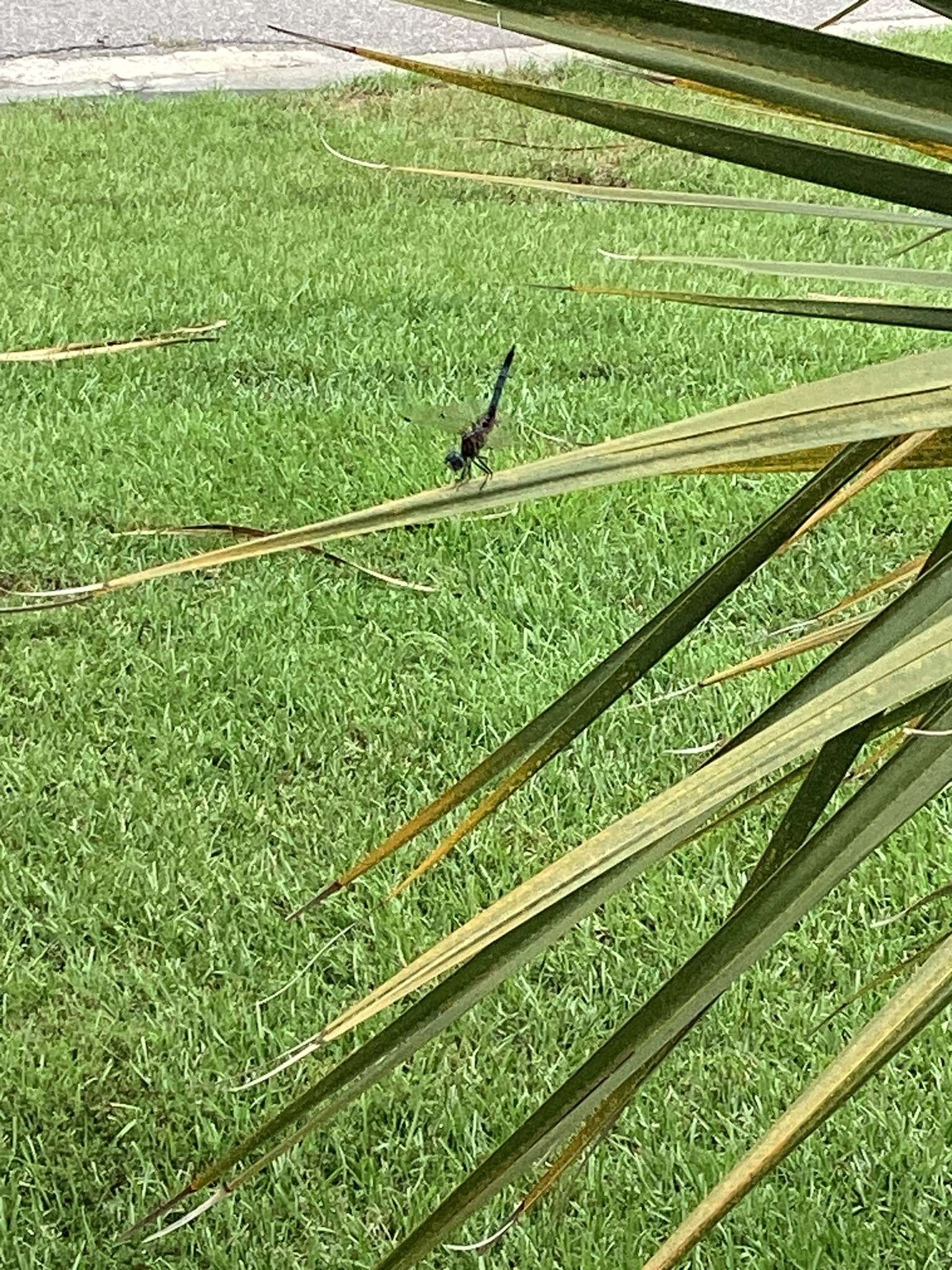 Blue Dasher Dragonfly