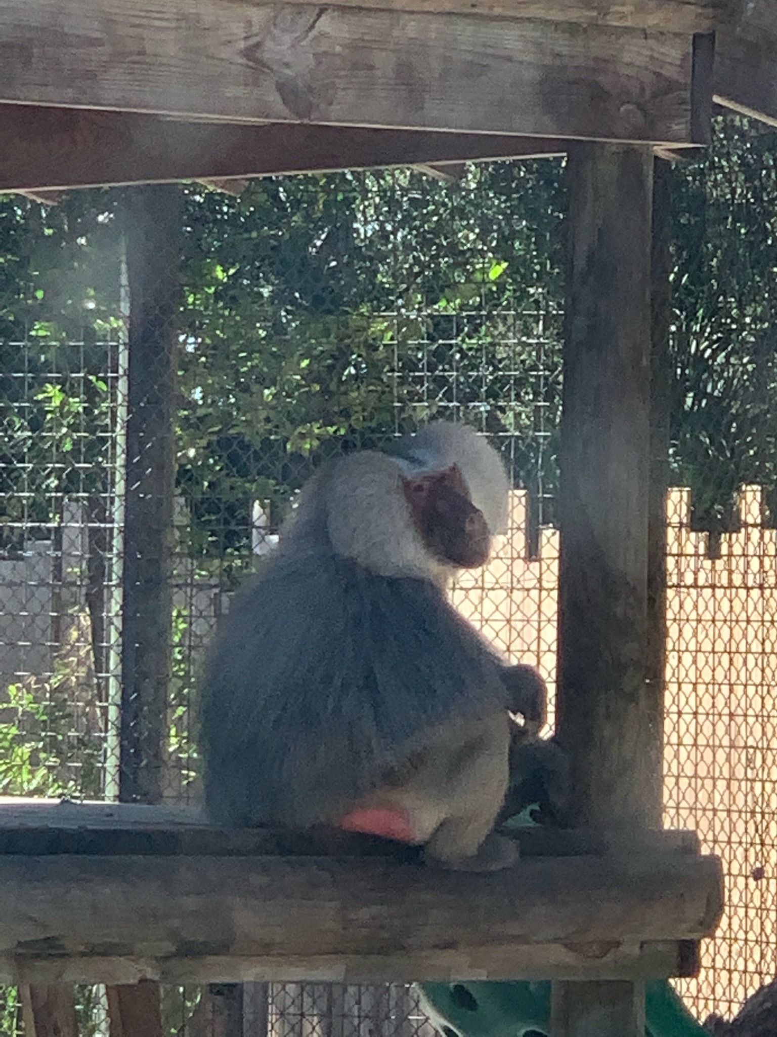 Hamadryas Baboon