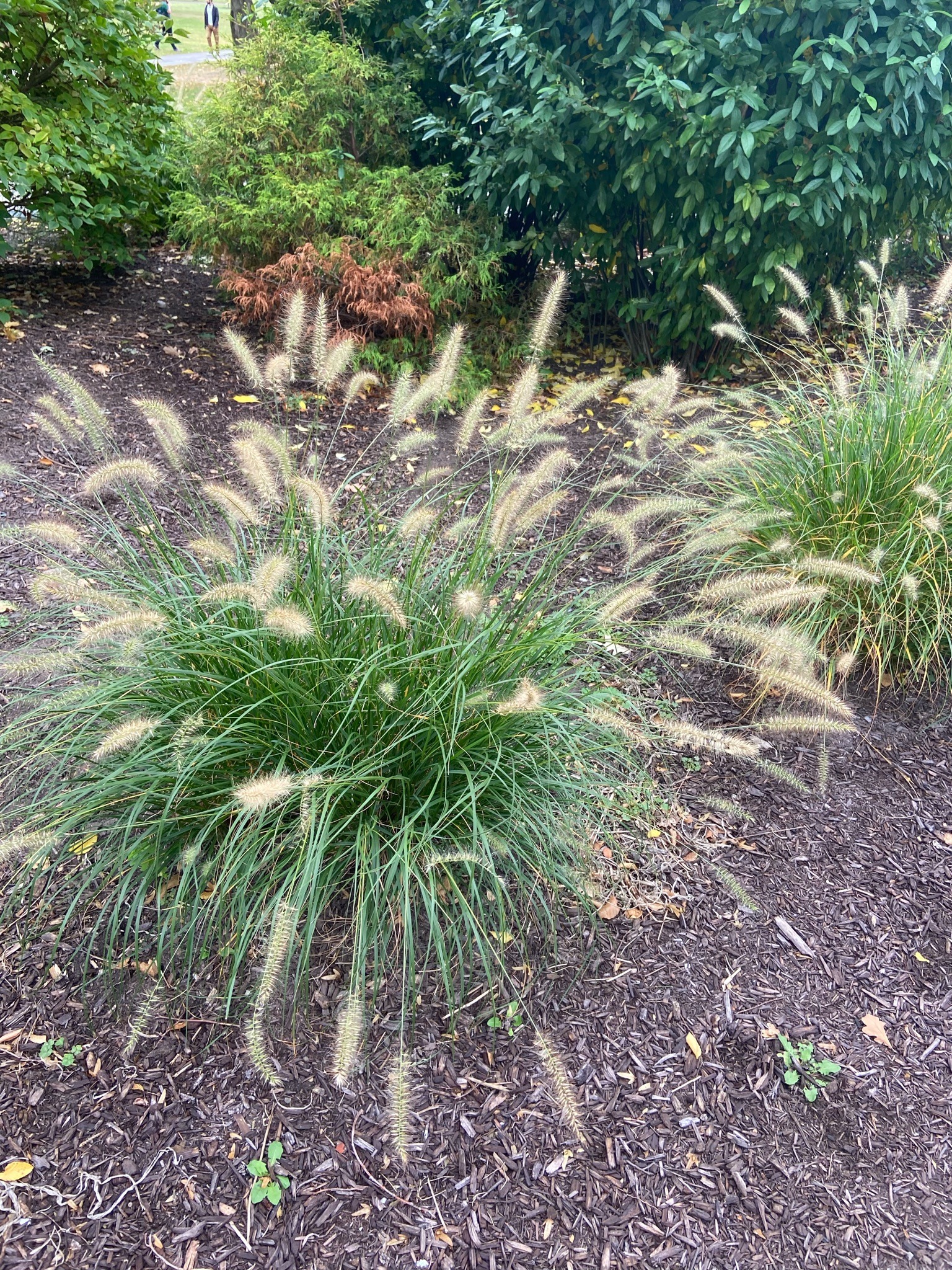 Fountain Grass