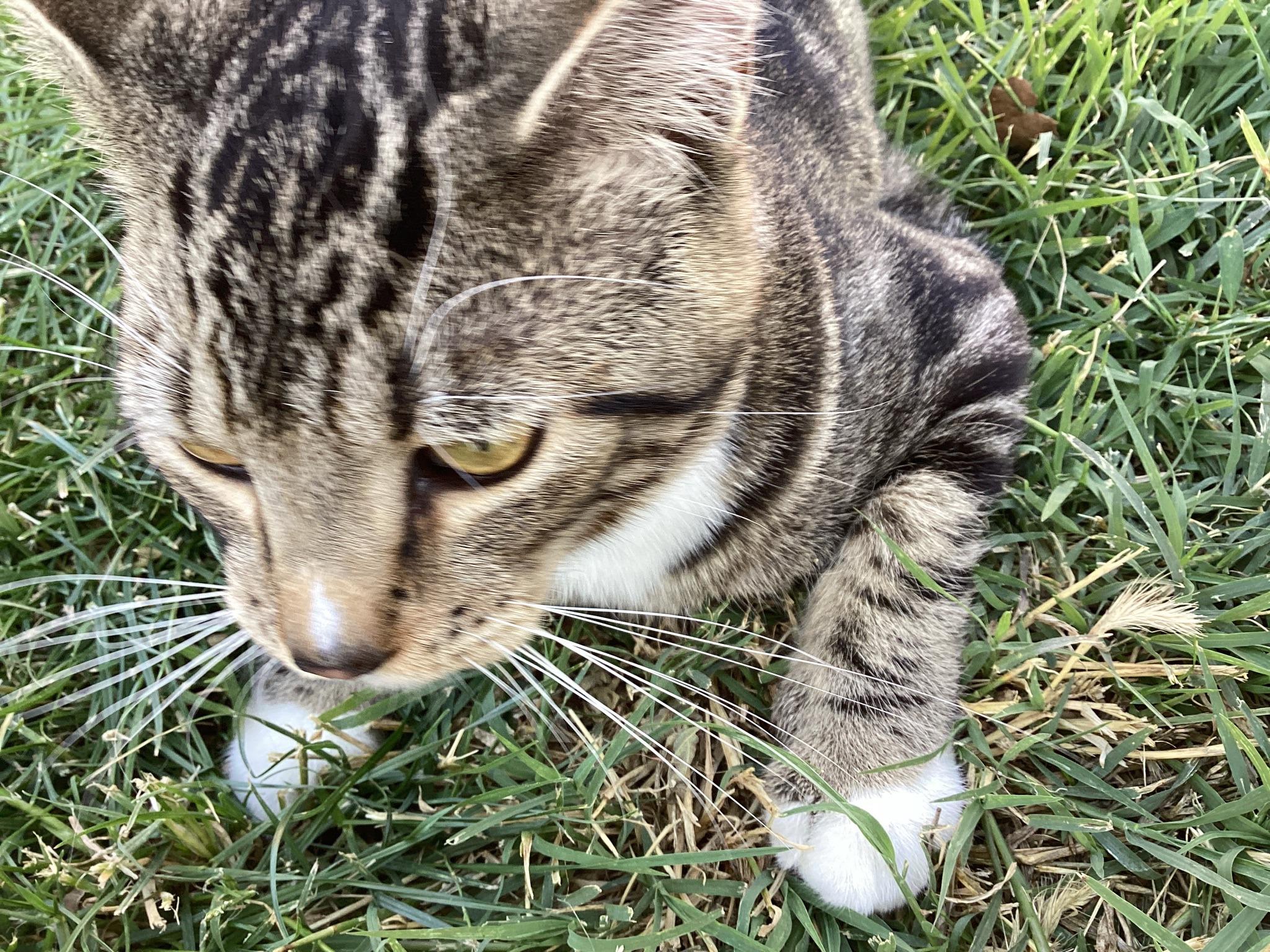 Domestic Cat