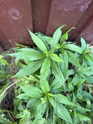Fleabane