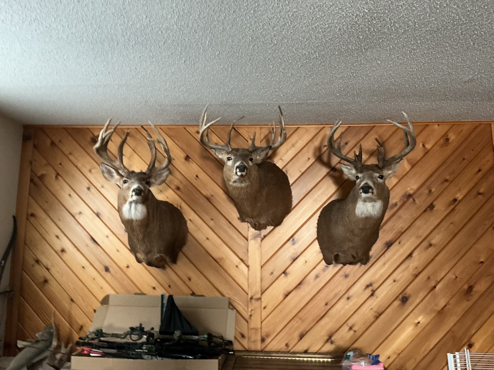 Mule Deer
