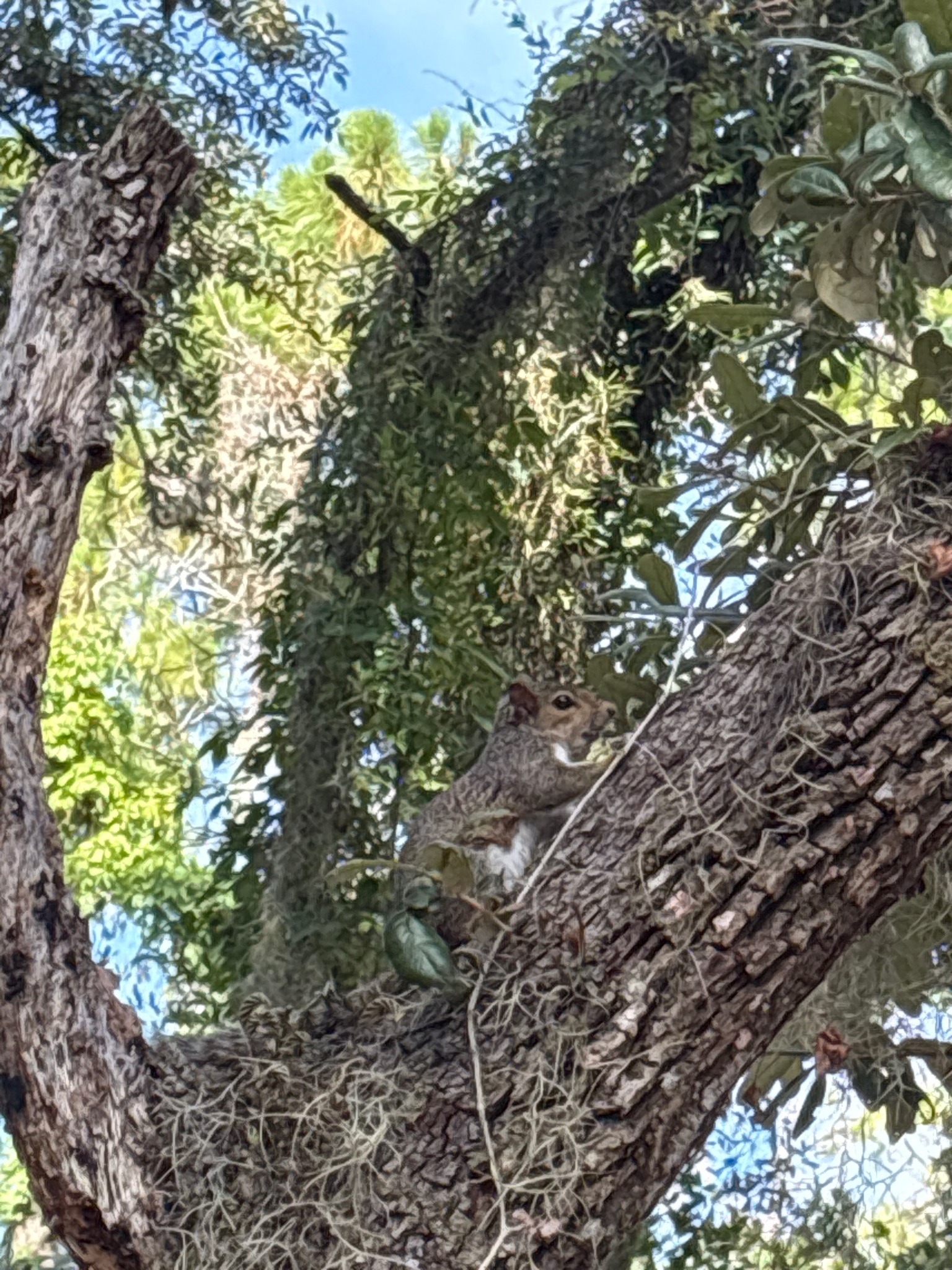 Eastern Gray Squirrel