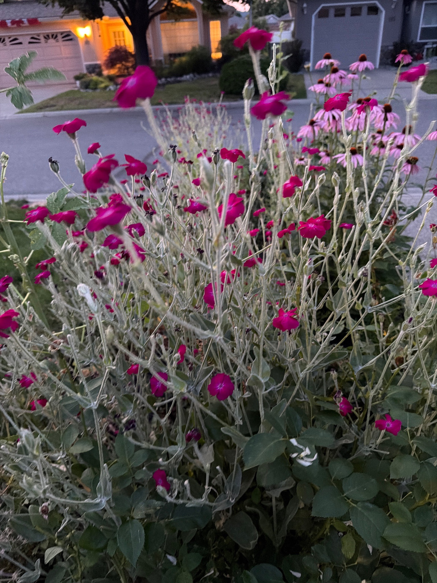 Rose Campion