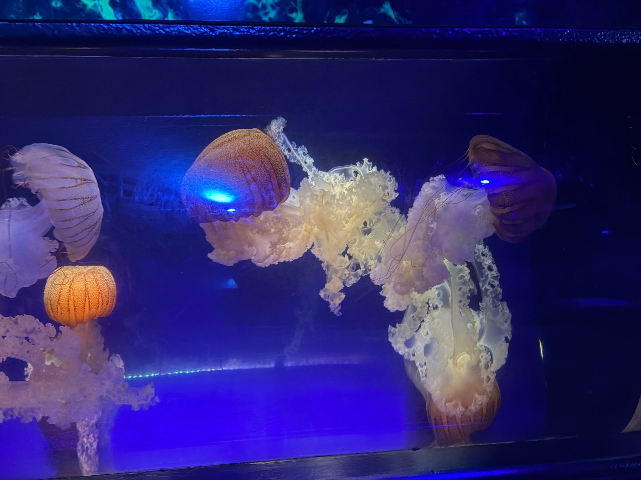 Pacific Sea Nettle